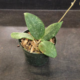 Hoya Wilbergiae