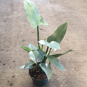 Philodendron Silver Sword Hastatum