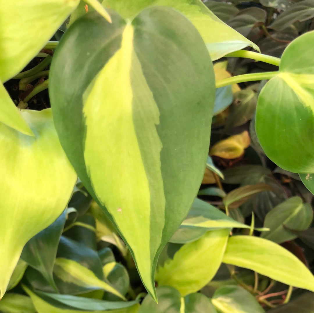 is philodendron brasil rare Philodendron Brasil – Christine's Tropical & Exotic Plants