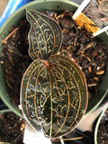 Anoectochilus Chapaensis AKA "Golden Jewel Orchid"