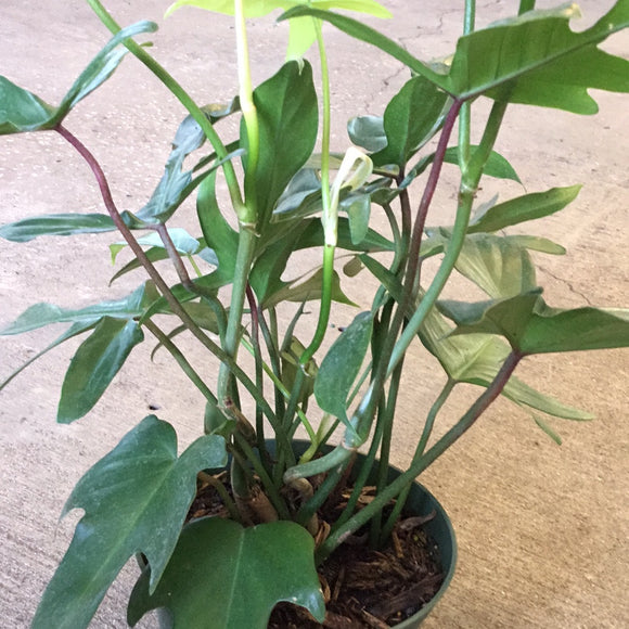 Philodendron 'Florida Red Stem'