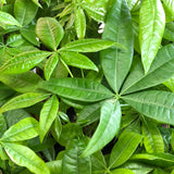 Money Tree 'Lucky Braids' (Pachira Aquatica)