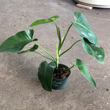 Philodendron Green Emerald