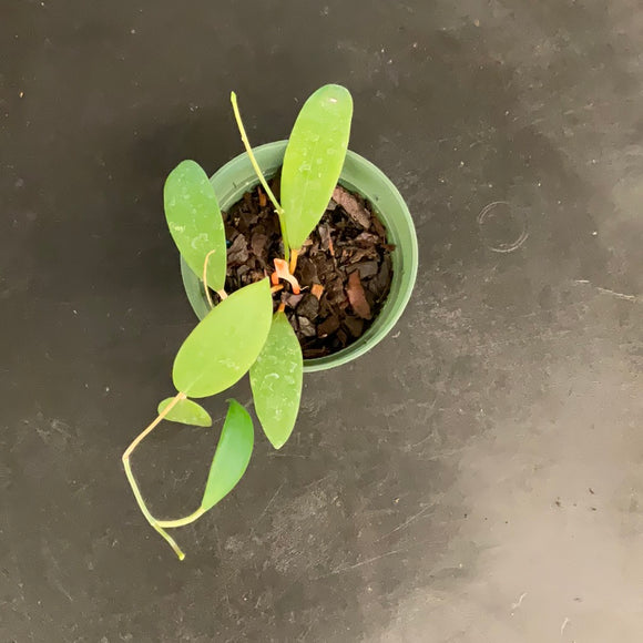 Hoya Bhutanica