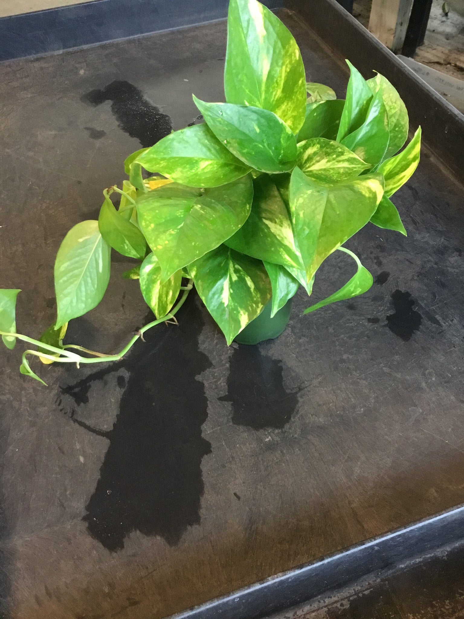hawaiian pothos for sale near me Golden Pothos (Epipremnum Aureum "Golden") aka Hawaiian Pothos – Christine's Tropical & Exotic Plants