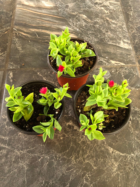 Aptenia Cordifolia AKA Doreanthus/ Baby Sun Rose/ Mezoo Plant