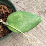 Hoya Balaensis