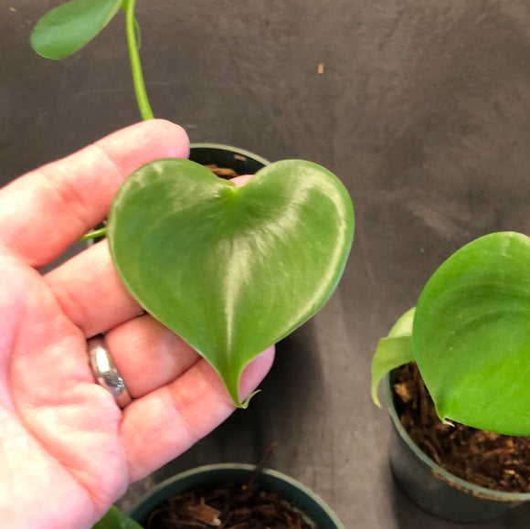 Philodendron Graziele