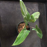 Philodendron Mexicanum