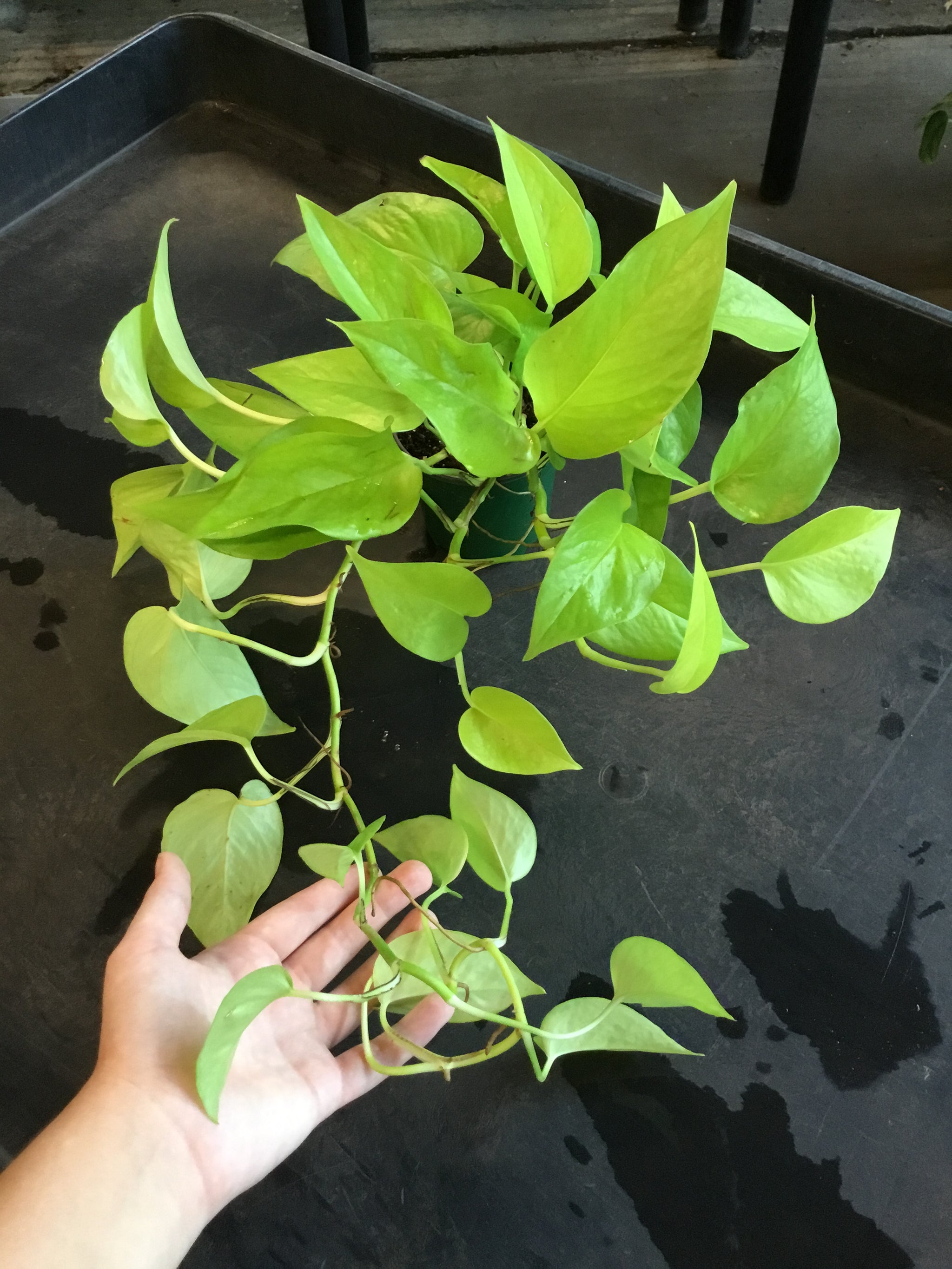 neon pothos variegated Neon Pothos – Christine's Tropical & Exotic Plants