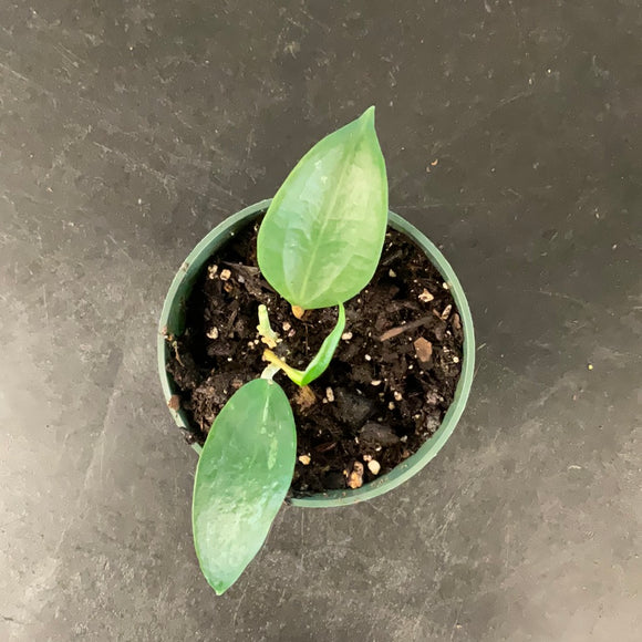 Hoya Clandestina