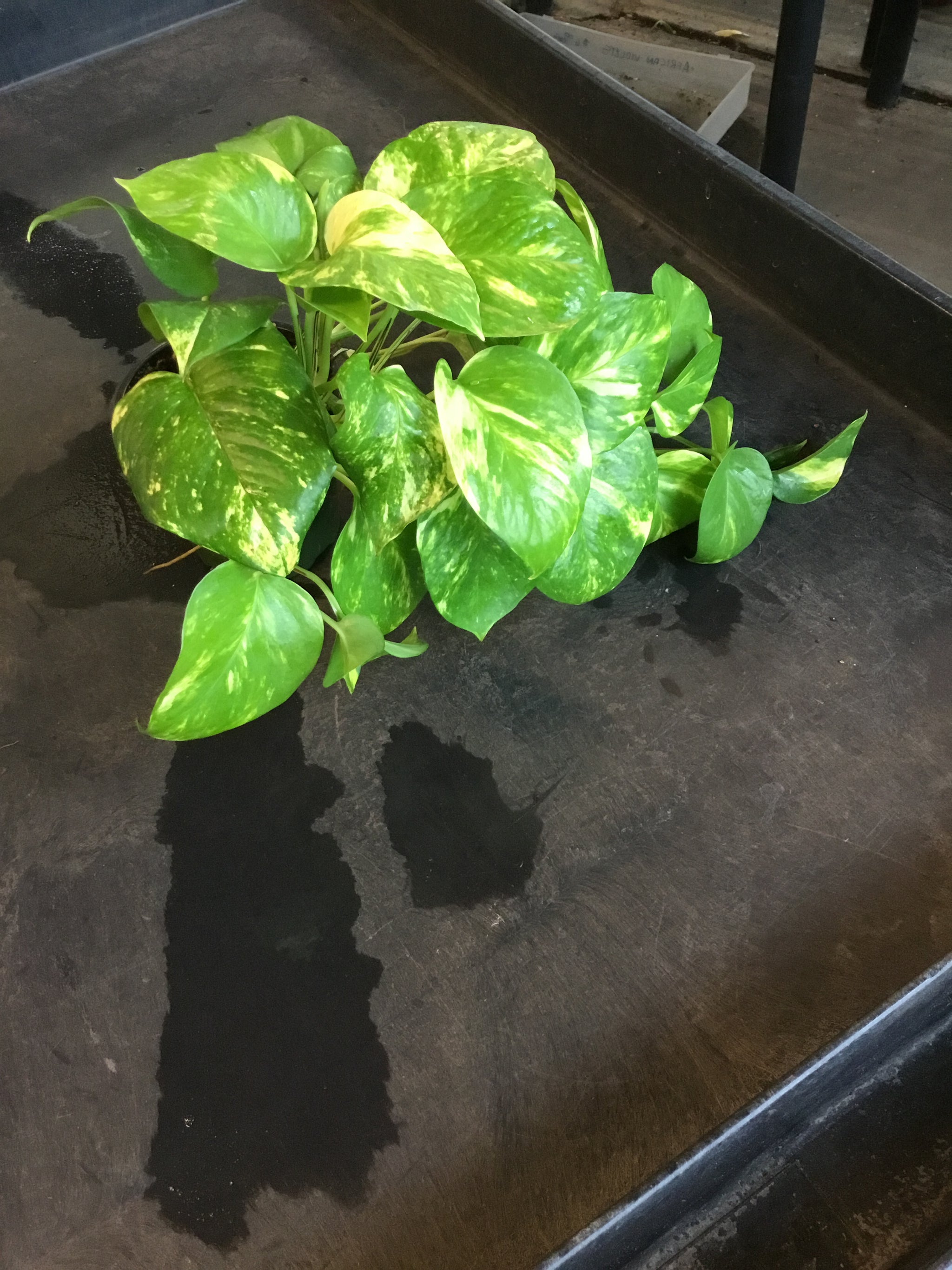 pothos nitrate removal Golden Pothos (Epipremnum Aureum "Golden") aka Hawaiian Pothos –  Christine's Tropical & Exotic Plants