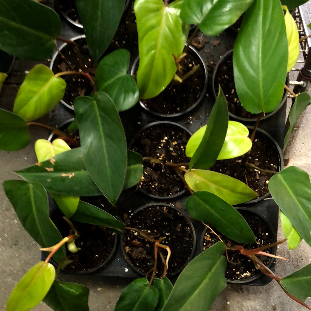 philodendron green emerald vs red emerald Philodendron Red Emerald – Christine's Tropical & Exotic Plants