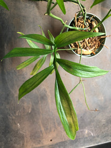 Monstera Subpinnata