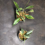 Hoya Archboldiana X Macgillvrayii 'Kaimuki'