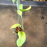 Hoya Meredithii (Hanging Basket)