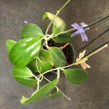 Hoya Merrillii (hanging basket)