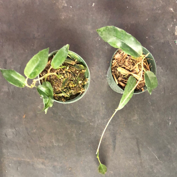 Hoya Archboldiana