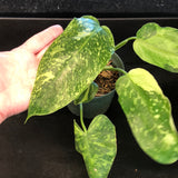 Philodendron Jose Buono