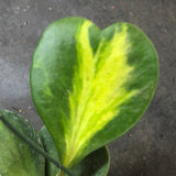 Hoya Kerrii "reverse variegated" (Hanging Basket)