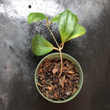 Hoya Erythrina’Bajo’