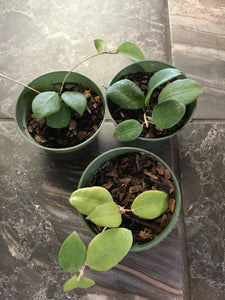 Hoya Ovalifolia
