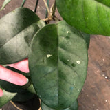 Hoya Fungii (Hanging Basket)