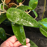 Hoya EPC 301 black leaf