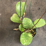 Hoya Michele (Hanging Basket)
