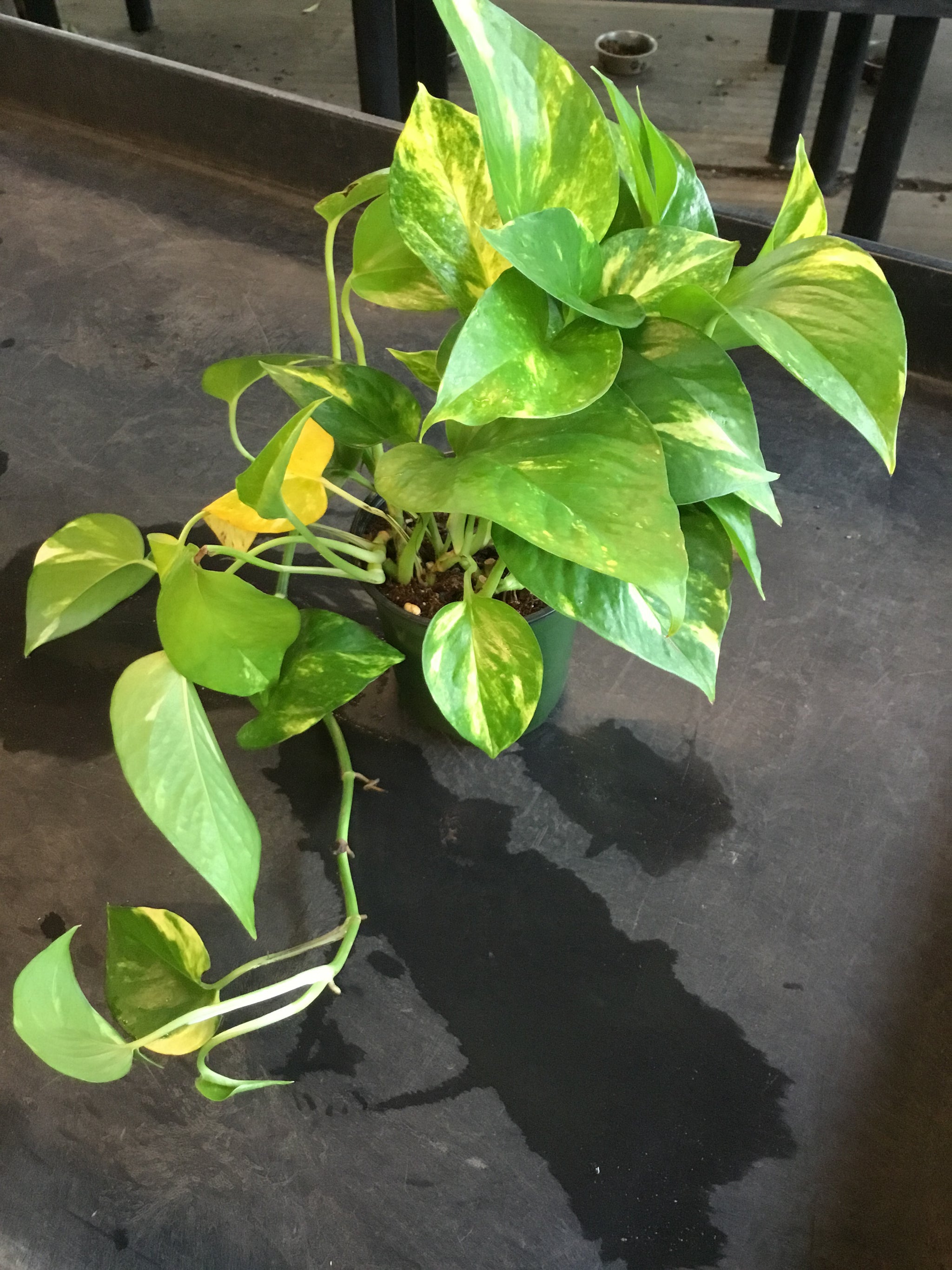 Golden Pothos (Epipremnum Aureum 