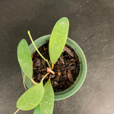 Hoya Bhutanica