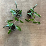 Hoya Latifolia variegated margins AKA macrophylla albo marginata  (Hanging Basket)