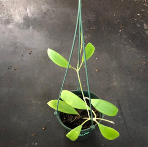 Hoya Bhutanica (Hanging Basket)