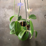 Hoya Merrillii (hanging basket)