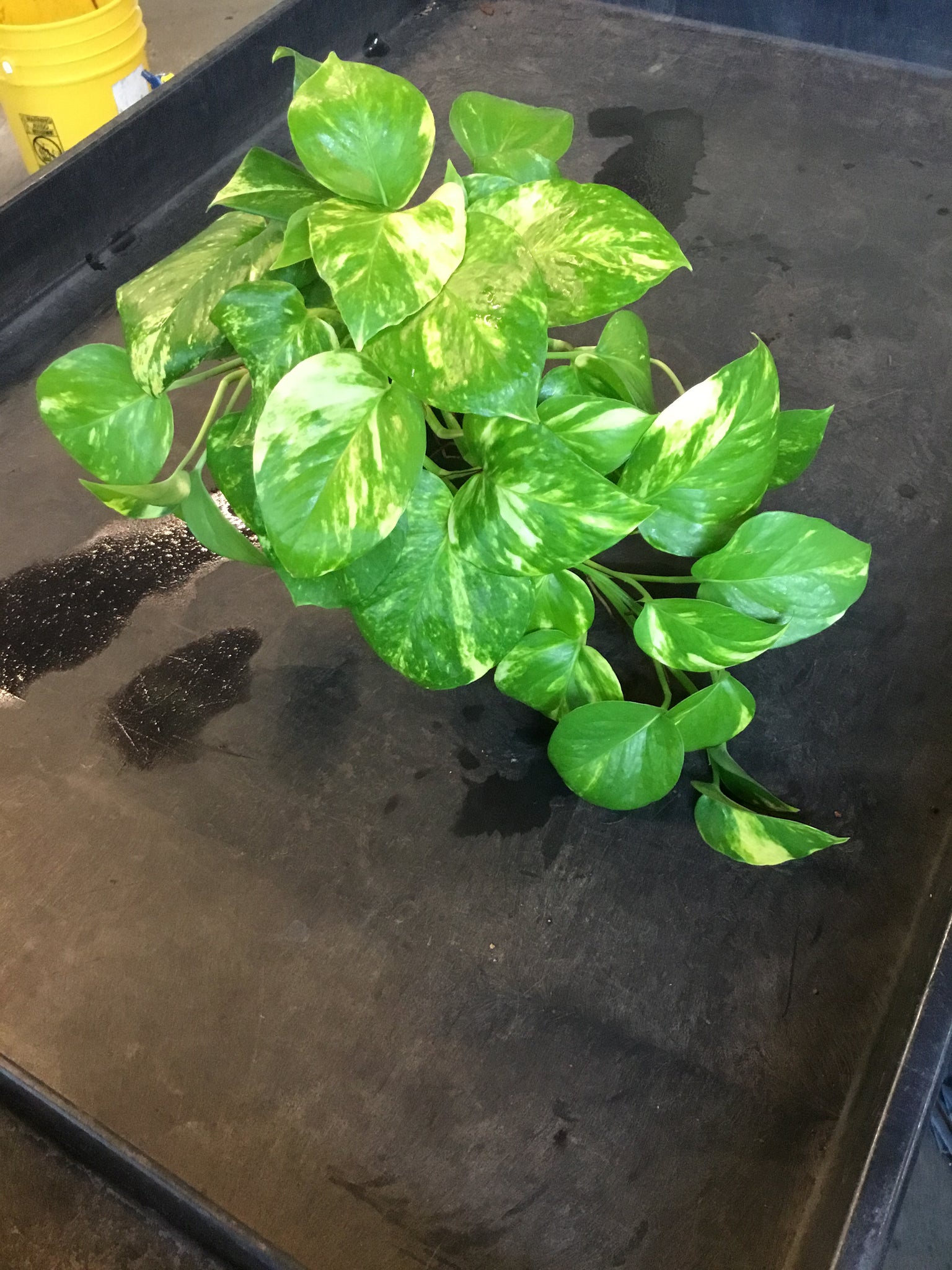 hawaian pothos Golden Pothos (Epipremnum Aureum "Golden") aka Hawaiian Pothos – Christine's Tropical & Exotic Plants