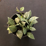 Hoya Krohniana (Super Silver)