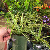 Spider Plant variegated (Chlorophytum Comosum Variegated)