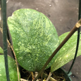 Hoya Michele (Hanging Basket)