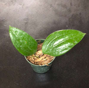 Hoya EPC 209 NRT-1