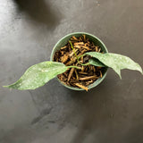 Hoya Archboldiana x Onychoides “Seanie”