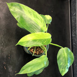 Philodendron Jose Buono