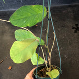 Hoya Meredithii (Hanging Basket)