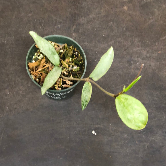 Hoya Grey Ghost Carnosa