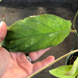 Hoya Meredithii (Hanging Basket)