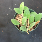 Hoya Nummularoides