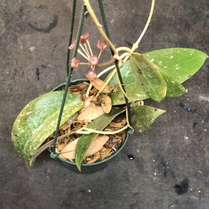 Hoya EPC 376 sp. LP 4 (Hanging Basket)