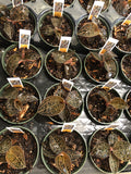Anoectochilus Chapaensis AKA "Golden Jewel Orchid"