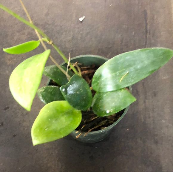 Hoya Hat Som Paen (IML 1438)