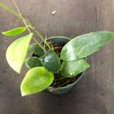 Hoya Hat Som Paen (IML 1438)