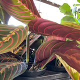 Red Maranta aka Red Prayer Plant